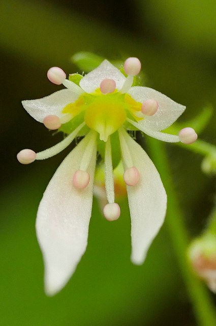 ハルユキノシタの花-2