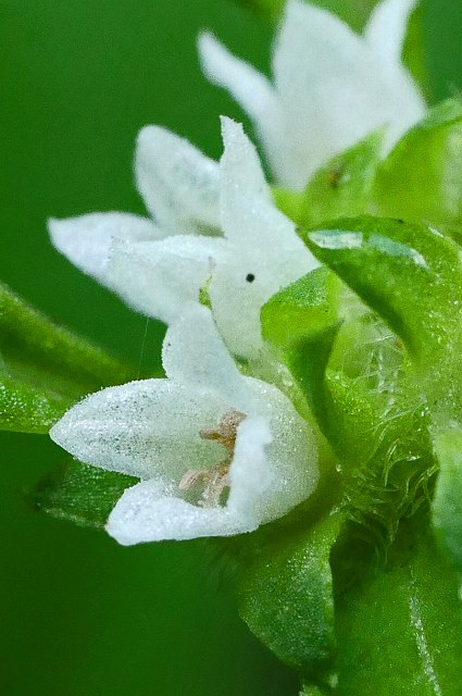 ハシカグサの花