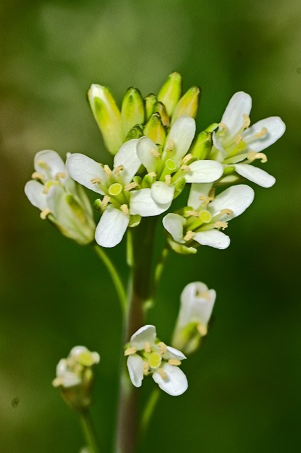 ハタザオの花