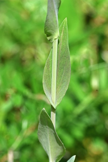 ハタザオの茎