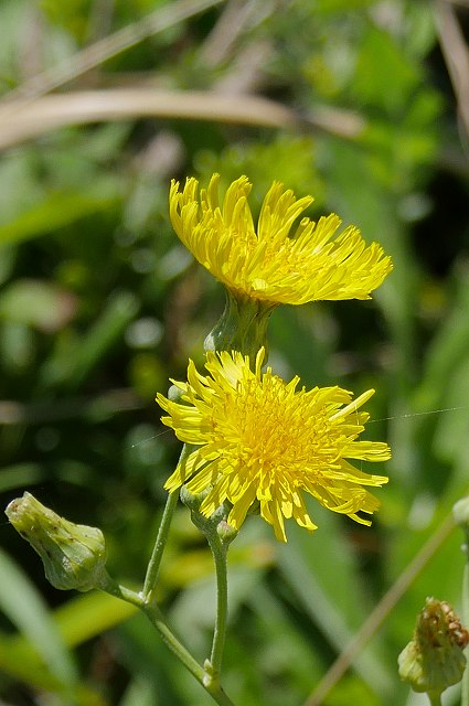 ハチジョウナの頭花