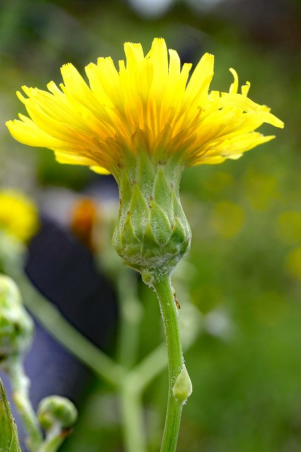 ハチジョウナの花-2