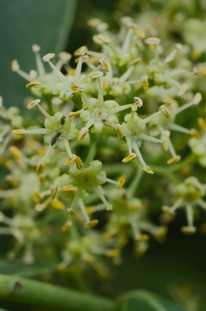 ハゼノキの雄花