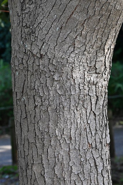 ハゼノキの樹皮-2