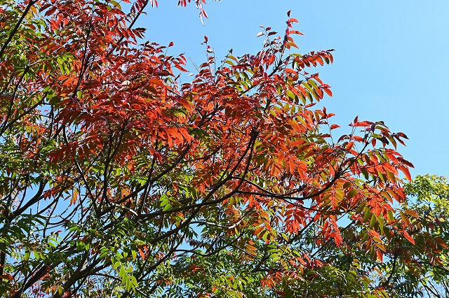 ハゼノキの紅葉