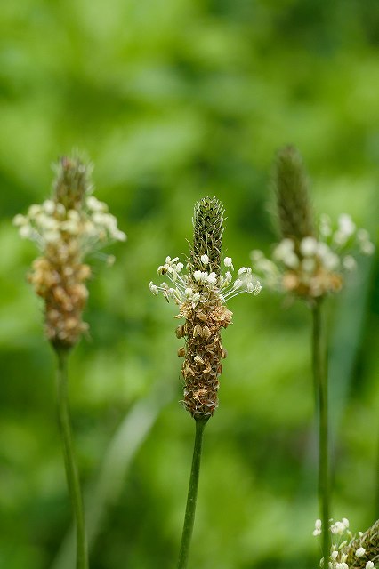 ヘラオオバコの花