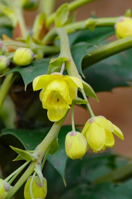 ヒイラギナンテンの花