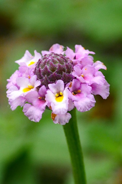 ヒメイワダレソウの花序