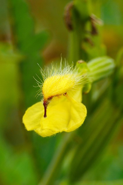 ヒキヨモギの花