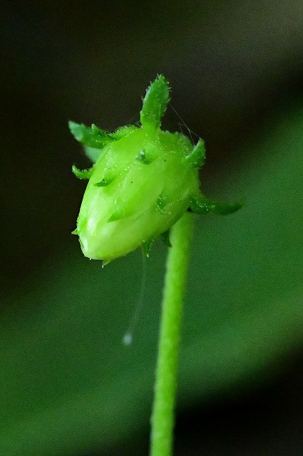 ヒメガンクビソウの頭花