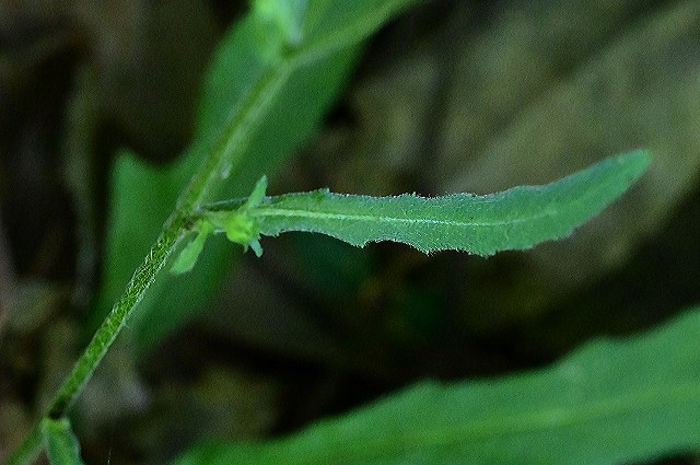 ヒメガンクビソウの茎葉