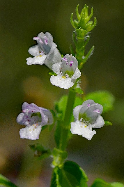 ヒメジソの花冠