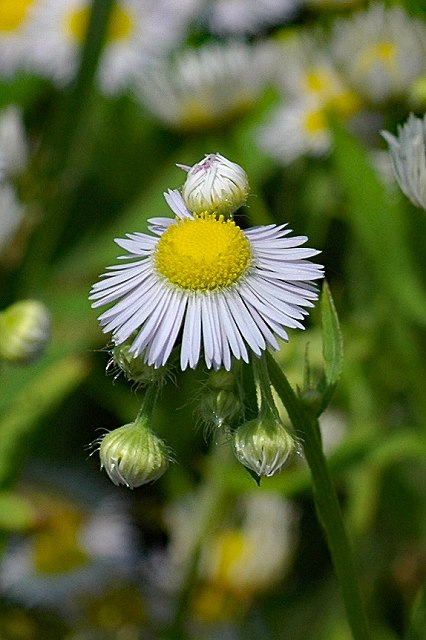 ヒメジョオンの花