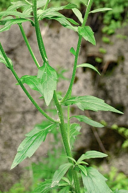 ヒメジョオンの茎葉