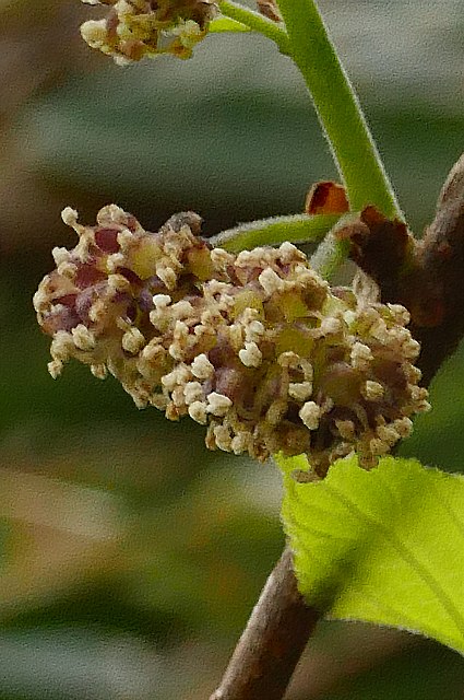 ヒメコウゾの雄花序