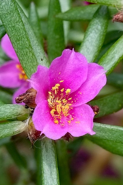 ヒメマツバボタンの花