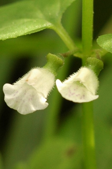 ヒメナミキの花