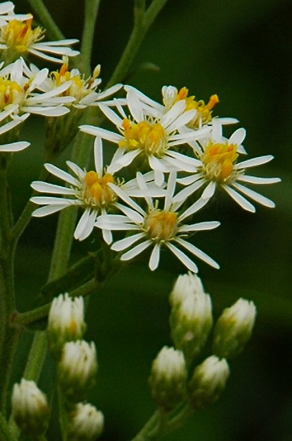 ヒメシオンの頭花