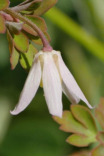 ヒメウズの花