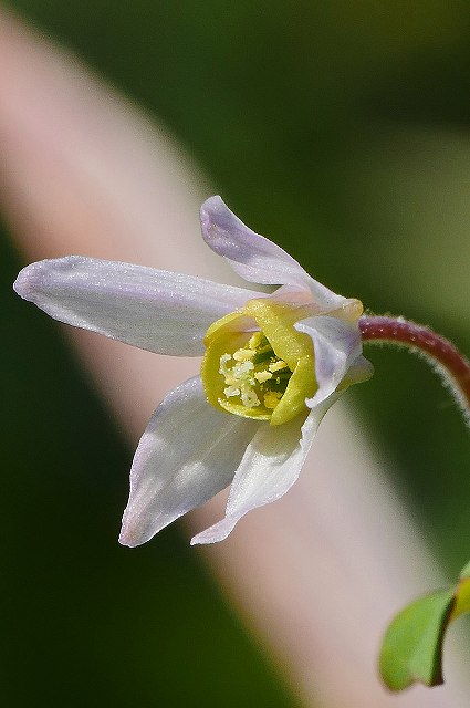 ヒメウズの花-2