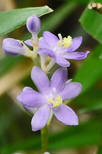 ヒメヤブランの花