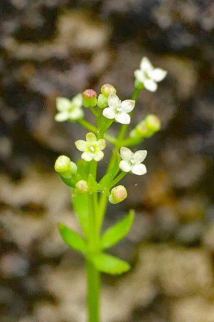 ヒメヨツバムグラの花