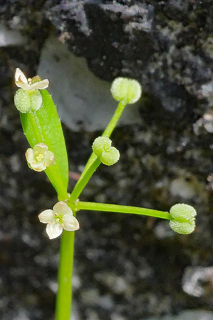 ヒメヨツバムグラの花と果実