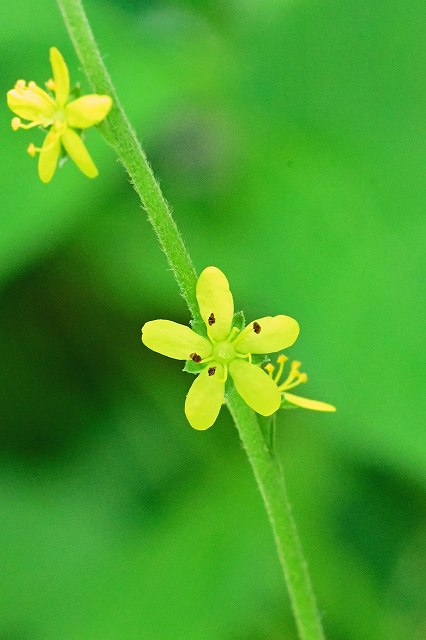 ヒメキンミズヒキの花