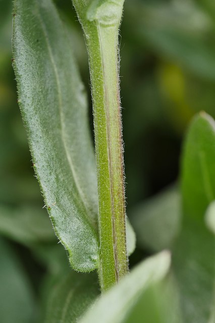 ヒメキンセンカの茎と葉