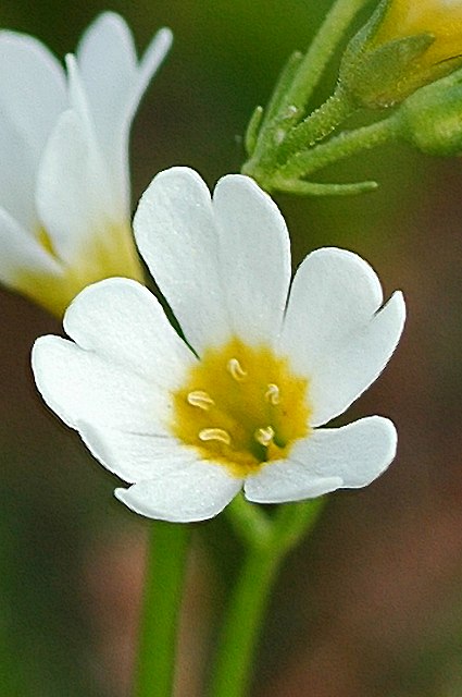 ヒナザクラの花