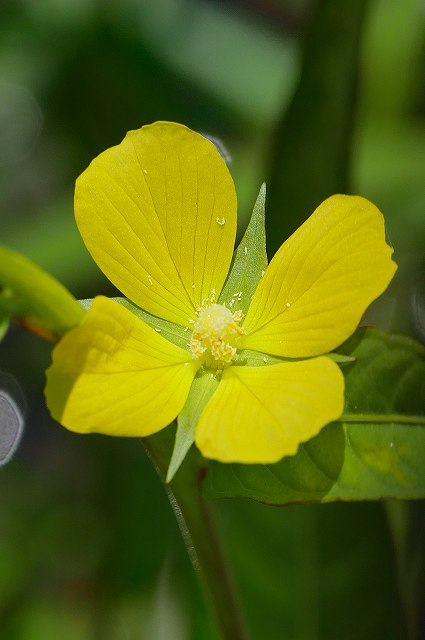 ヒレタゴボウの花