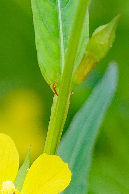 ヒレタゴボウの茎のひれ