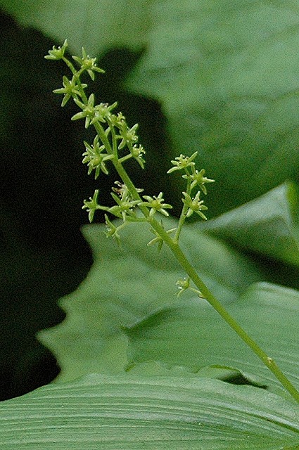 ヒロハユキザサの雌花