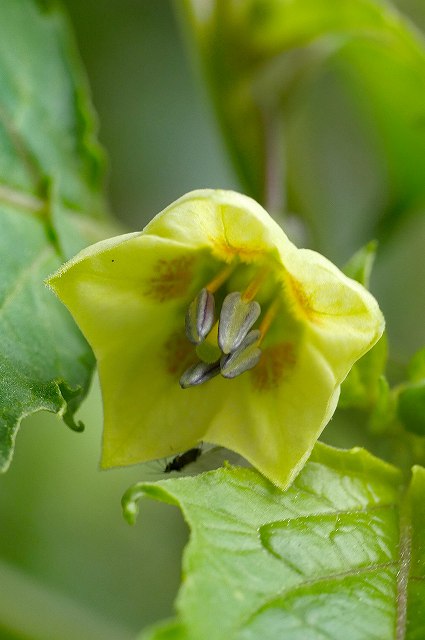 ヒロハフウリンホオズキの花