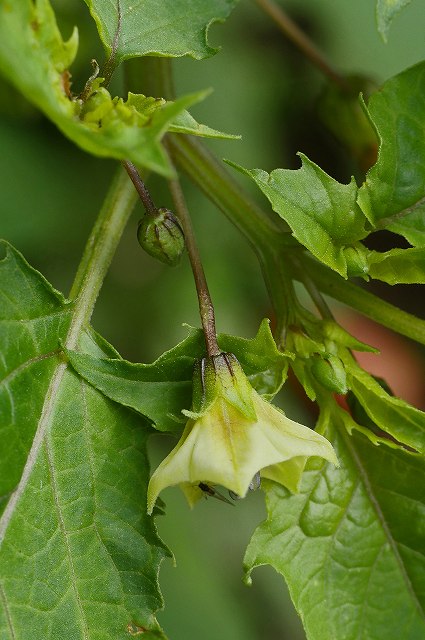 ヒロハフウリンホオズキの花-2