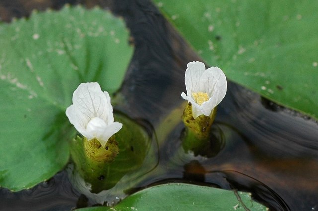 ヒシの花