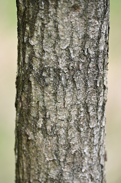 ヒトツバハギの樹皮