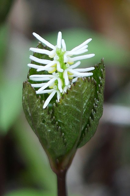 ヒトリシズカの花