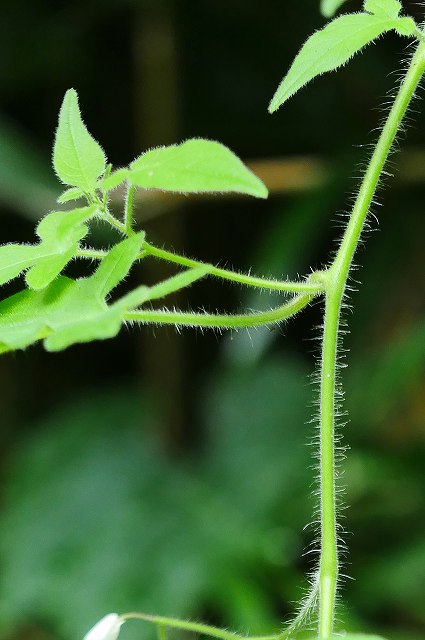 ヒヨドリジョウゴの茎や葉柄