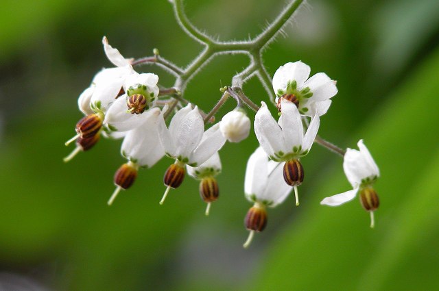 ヒヨドリジョウゴの花