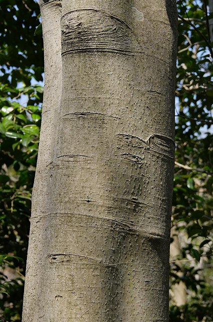 ホオノキの樹皮