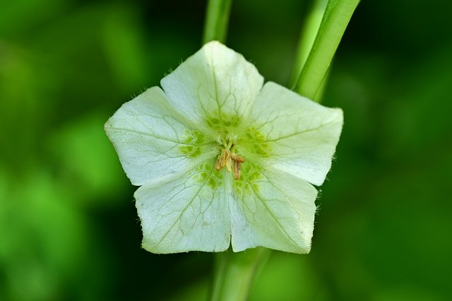 ホオズキの花