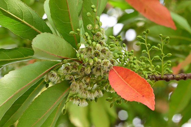 ホルトノキの花