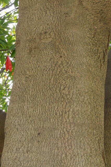 ホルトノキの樹皮