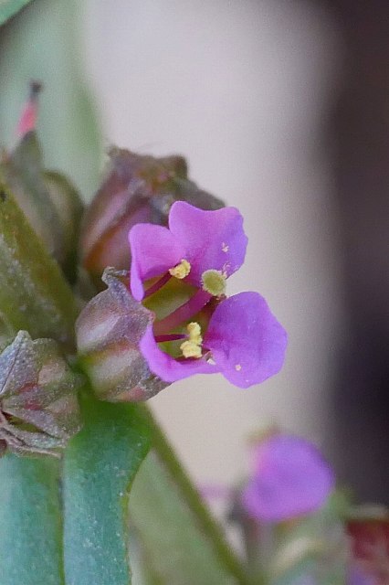 ホソバヒメミソハギの花