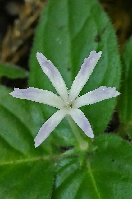 ホシザキイナモリソウの花