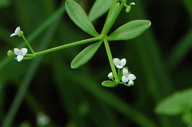 ホソバノヨツバムグラの花