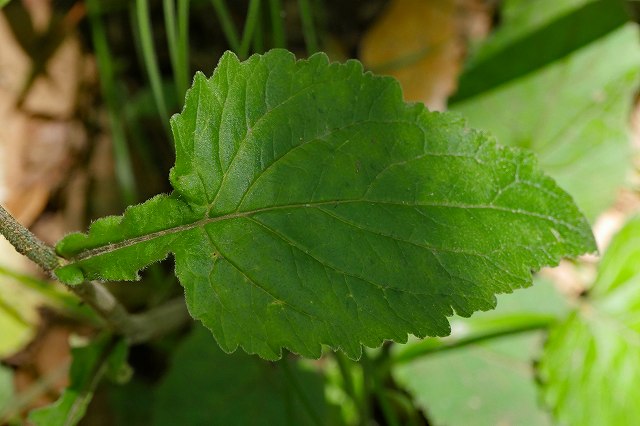 ホタルブクロの下部の茎葉