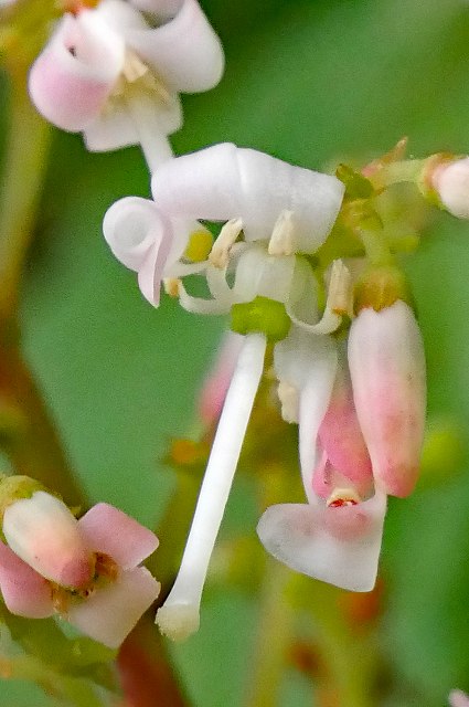 ホツツジの花