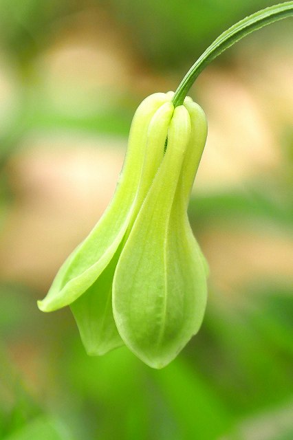 ホウチャクソウの花